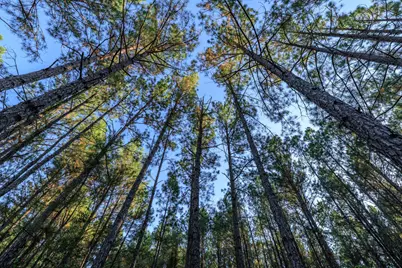 2258 Fm 3459, Onalaska, TX 77360 - Photo 14