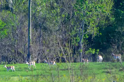 870 Fm 3188, Trinity, TX 75862 - Photo 48