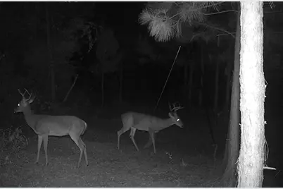 2511 County Road 4280, Woodville, TX 75979 - Photo 24