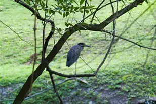 1901 W 14th 1/2 St, Houston, TX 77008 - Photo 40