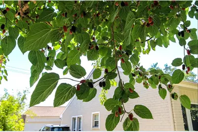 11423 Wickersham Lane, Houston, TX 77077 - Photo 32