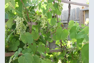 11423 Wickersham Lane, Houston, TX 77077 - Photo 34