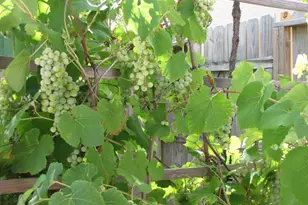 11423 Wickersham Ln, Houston, TX 77077 - Photo 34