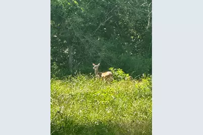 Tract 66 Private Road 1318, Centerville, TX 75833 - Photo 8