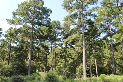 Tract 66 Private Road 1318, Centerville, TX 75833 - Photo 16