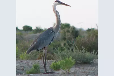 24 Long Key, Hitchcock, TX 77563 - Photo 28