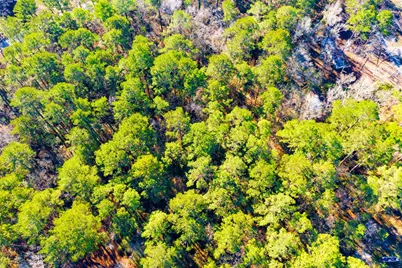 Lot 30 Cedar Court, Trinity, TX 75862 - Photo 10