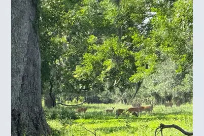 0 County Road 153 Sims Ave Road, Cedar Lane, TX 77415 - Photo 34