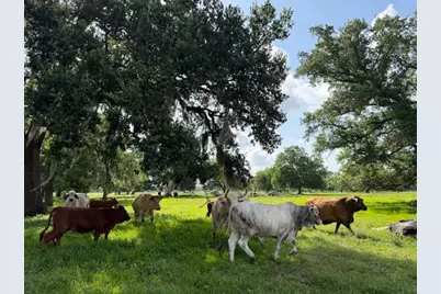0 County Road 153 Sims Ave Road, Cedar Lane, TX 77415 - Photo 2