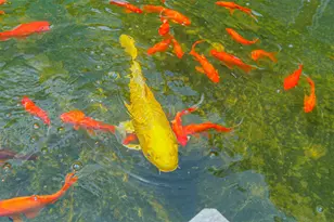 5050 Woodway Dr, Houston, TX 77056 - Photo 26