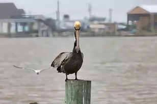 1288 County Rd 297, Sargent, TX 77414 - Photo 16