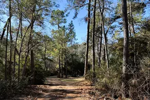 83 Ac Nichols-Sawmill Rd, Magnolia, TX 77355 - Photo 10