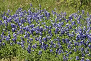 00 Wooded Reserve Ct, Washington, TX 77880 - Photo 1