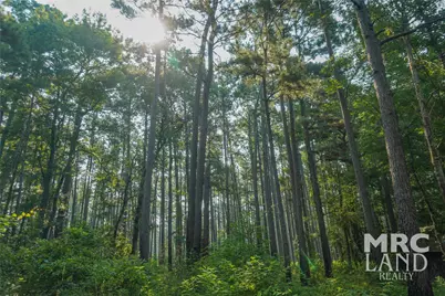 00 Forest Service Road 511, Grapeland, TX 75844 - Photo 8