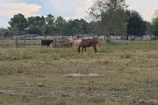 36847 Richard Frey 2-10 Rd, Hempstead, TX 77445 - Photo 12