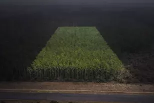 16098 Frst Ml Rd, Willis, TX 77378 - Photo 1