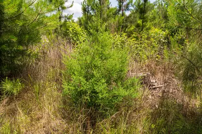 Tbd 18 Cr 4210, Woodville, TX 75979 - Photo 4