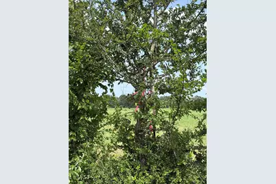 10265 Fm 1774 Tract B1, Plantersville, TX 77363 - Photo 12