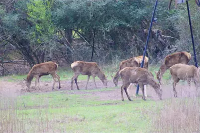 15184 Fm 2620, Bedias, TX 77831 - Photo 46