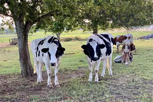 6572 Sandy Hill Rd, Brenham, TX 77833 - Photo 12