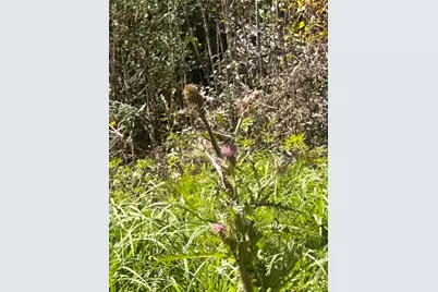 0 Dottie Lane, Shepherd, TX 77371 - Photo 8