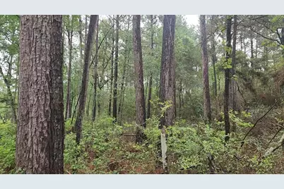 Lot 33 Gum Tree Lane, Plantersville, TX 77363 - Photo 20