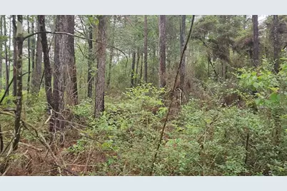 Lot 33 Gum Tree Lane, Plantersville, TX 77363 - Photo 16
