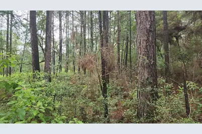 Lot 33 Gum Tree Lane, Plantersville, TX 77363 - Photo 14