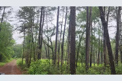 Lot 33 Gum Tree Lane, Plantersville, TX 77363 - Photo 6