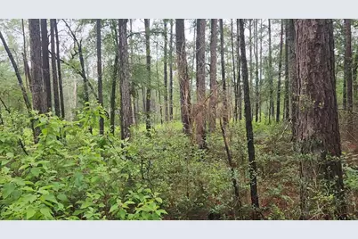 Lot 33 Gum Tree Lane, Plantersville, TX 77363 - Photo 12