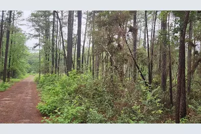Lot 33 Gum Tree Lane, Plantersville, TX 77363 - Photo 4