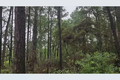 Lot 33 Gum Tree Lane, Plantersville, TX 77363 - Photo 10
