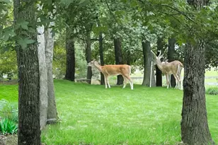 8912 Forest Lake Dr, Montgomery, TX 77316 - Photo 50