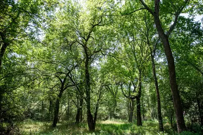 Lot 2 Rose Hill Road, Calvert, TX 77837 - Photo 4