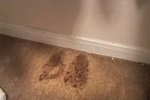 8303 Quest Ct, Rosharon, TX 77583 - Photo 22