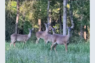 Tbd Linda Chain, Livingston, TX 77351 - Photo 8