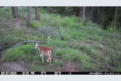 8084 E County Road 212, Buffalo, TX 75831 - Photo 22