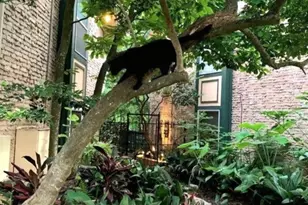 8225 Kingsbrook Rd, Houston, TX 77024 - Photo 8