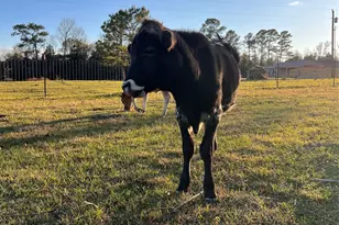 1799 Lilley Yeager Loop S, Cleveland, TX 77328 - Photo 46