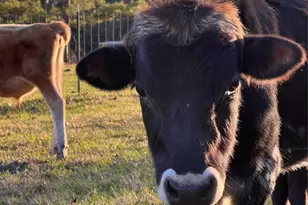 1799 Lilley Yeager Loop S, Cleveland, TX 77328 - Photo 34