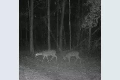 3904 Richardson Road E, Livingston, TX 77351 - Photo 6