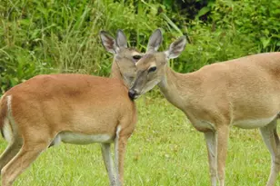 236 Adelaide Dr, Cleveland, TX 77327 - Photo 22