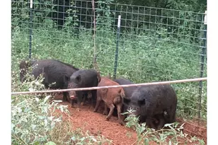 5397 Hwy 21 W, Nacogdoches, TX 75964 - Photo 38