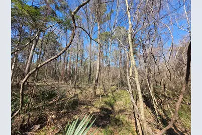 Tbd Fm 156, Coldspring, TX 77331 - Photo 4