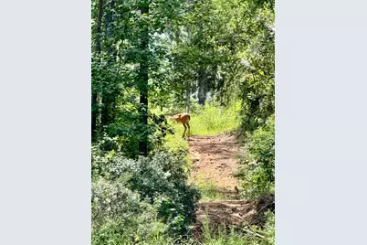 0 Slim Palmer Rd, Zavalla, TX 75980 - Photo 6