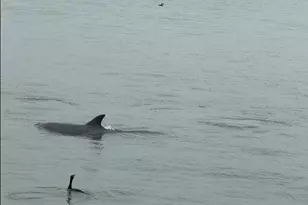 702 N Holiday Dr, Galveston, TX 77550 - Photo 32