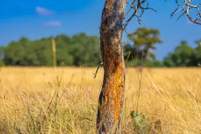 1103 Legacy Oaks Drive, Harper, TX 78631 - Photo 20