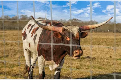 6111 Jacks Alley, Wallis, TX 77485 - Photo 46