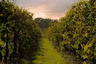 7911 Deer Mdw Ln, Fulshear, TX 77406 - Photo 34