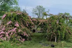 38241 Wiggins Rd, Hempstead, TX 77445 - Photo 10